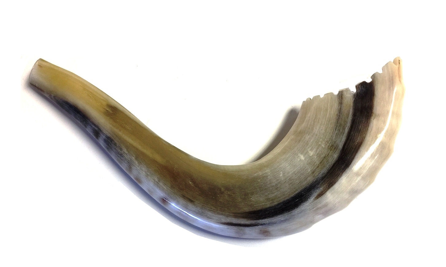 Moroccan Ram's Horn Shofar